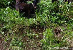 imagem_5