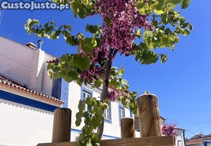 imagem_26