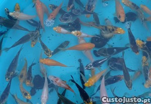 imagem_1