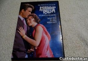 DVD-Esplendor na relva-Warren Beaty