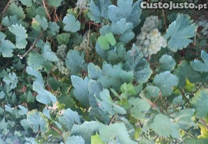 Uvas brancas e tinto