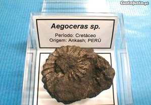 Aegoceras sp fóssil 2,5x6x6cm-cx