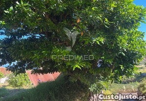 imagem_10