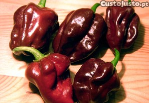 Pimenta Habanero Chocolate (10 sementes)