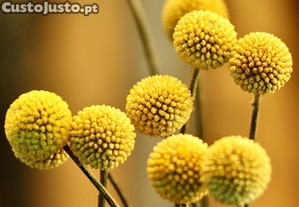 Craspedia Globosa Amarela (20 sementes)
