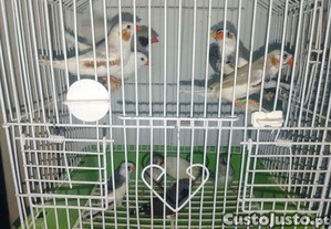 imagem_1