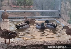 Patos Reais