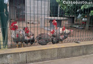 imagem_1