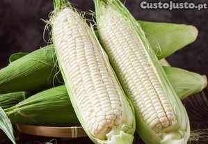 Milho Branco   Zea mays (10 sementes)