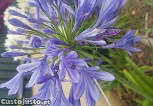 Agapanto azul em vaso