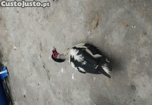 Pato mudo adulto