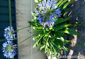 Agapanto azul em vaso