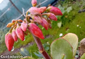 Kalanchoe repolho de seserto suculenta