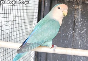 Agaprnie aqua