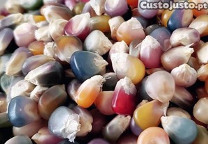 Milho Glass Gem - zea mays (10 sementes)