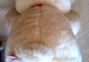 imagem_2