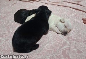Chihuahua mini femeas