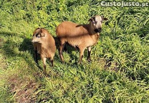 Mulfoes dos camaroes machos