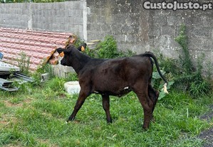 Cruzada de limousine