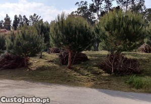 Terreno Agrícola em Monte Real e Carvide