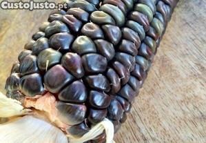 Milho Preto Azteca (10 sementes)