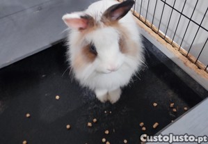 Para doa��o coelho an�o