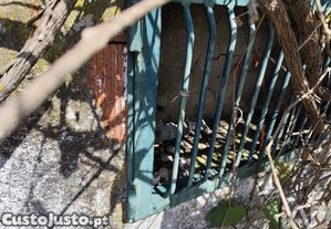 imagem_7