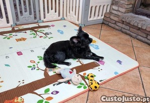imagem_6