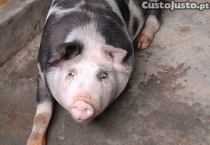 imagem_1