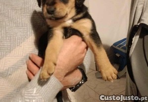 C�es bebe para doa��o