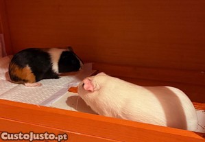 2 Porquinho-da-India