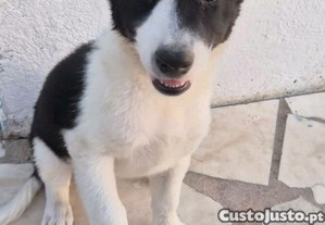 Cachorros Border Collie