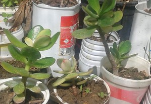 Planta de Jade ou Crassula Ovata