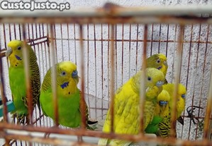 imagem_1