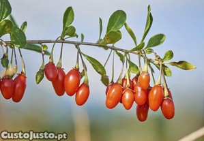 50 Sementes de Goji (lycium barbarum)