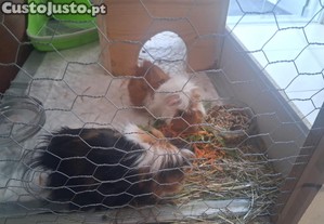imagem_3