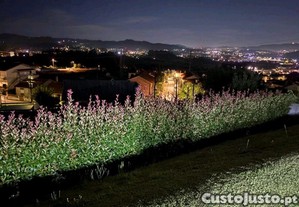 imagem_9
