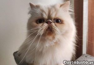 Gatinha persa N�O esterilizada