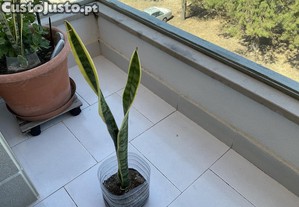 Planta espada de s Jorge
