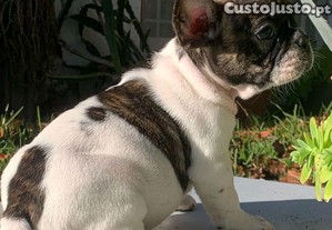 Bulldogue franc�s beb�