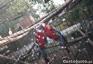 imagem_3