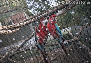 imagem_4
