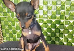 imagem_3