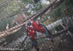 imagem_6