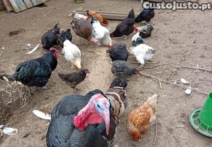 imagem_1