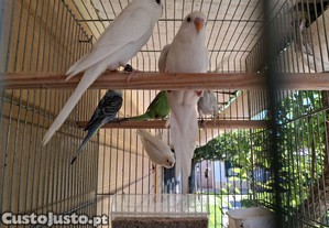 imagem_2