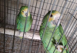 Papagaios amazonas barbadensis Femea 2018 anilha f