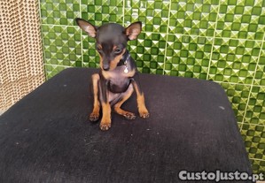imagem_1