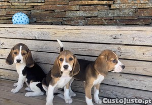 Beagles tricolor