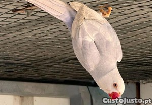 imagem_2
